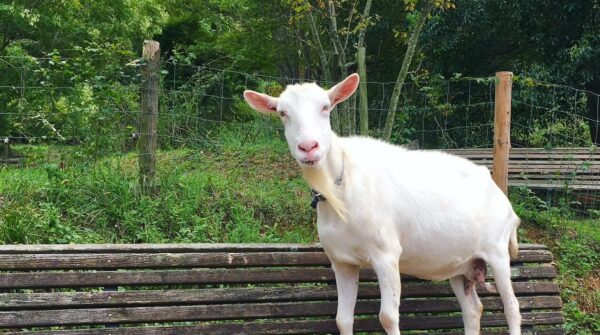 獣医師の世界を体験しよう！「人と関わりの深い動物・ヤギ」（小学５年生～大人対象）