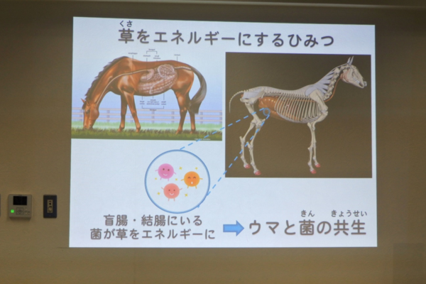 令和6年度　獣医師体験プログラム「人と共に生きてきた馬について」(小学生対象）※若干お席があります