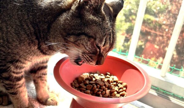 「動物のプロに学ぶ～犬や猫のフードについて」※大人対象（ご家族でも参加可能）