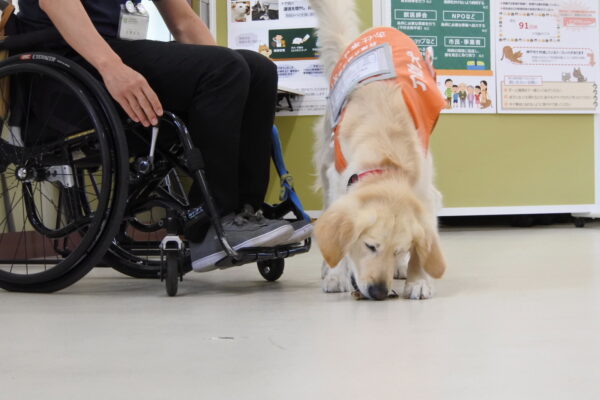 動物のプロに学ぶ～「介助犬トレーナー体験①」