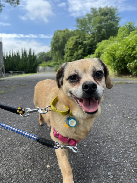 犬についてもっと知ろう※ご家族での参加も可