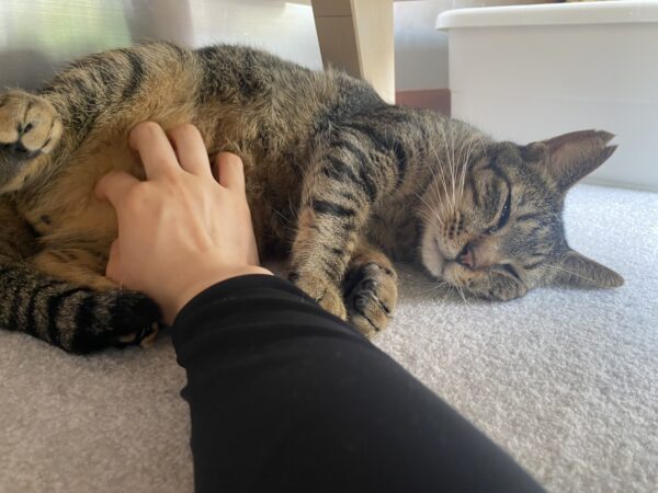動物のプロに学ぶ～犬や猫の健康のツボについて知ろう