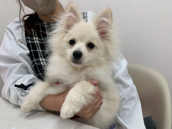 来所相談（こうべ動物共生センター）