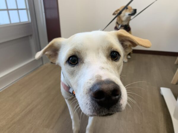 来所相談（犬）